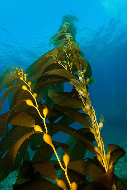 kelp.jpg